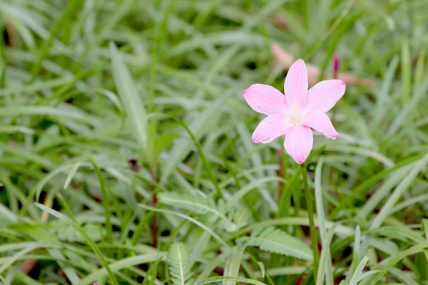 Fiore rosa in giardino. — Foto Stock