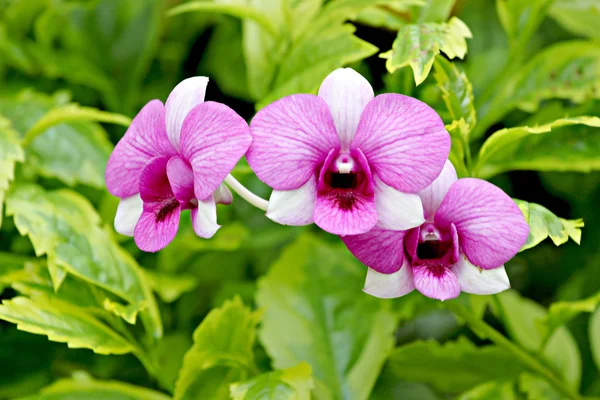 Orquídea violeta em um jardim . — Fotografia de Stock