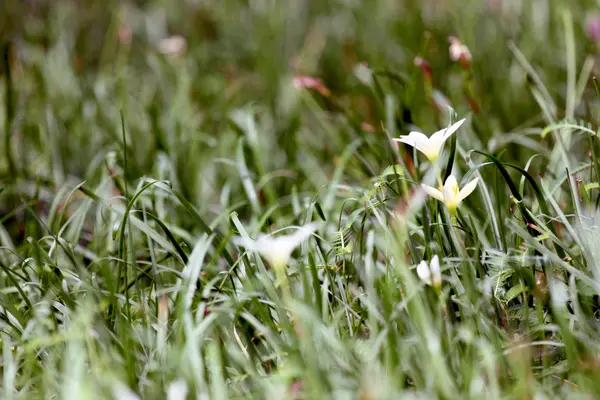 Die Blumen im Garten. — Stockfoto