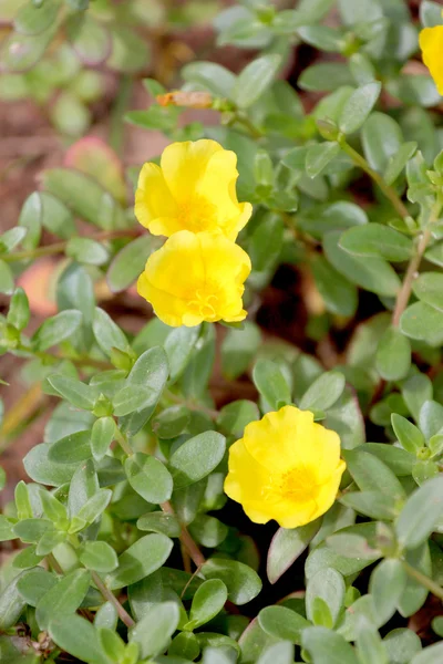 Vértes Sárga virágokat a kertben. — Stock Fotó