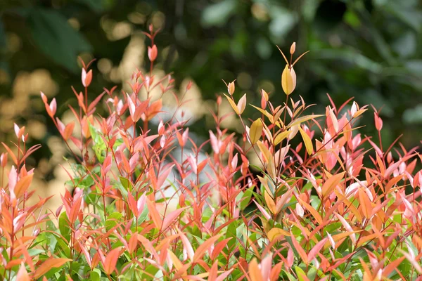 Albero con cime morbide rosso brillante . — Foto Stock