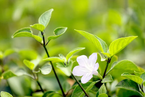 Fokus weiße Blume im Garten. — Stockfoto