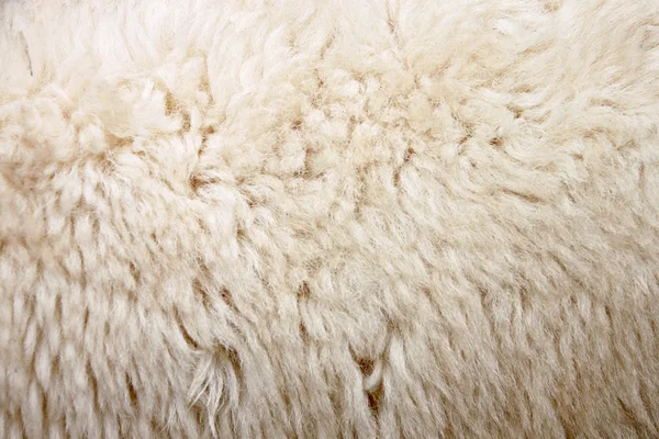 Zoom Lana de oveja . —  Fotos de Stock