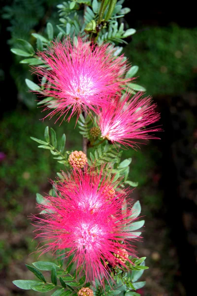 Polvere rossa rosa Puff . — Foto Stock