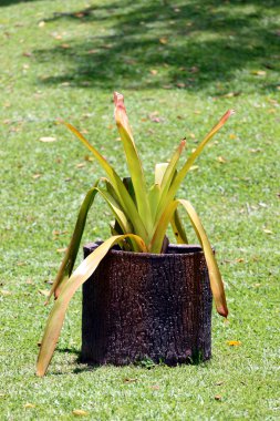 saksı ortasında değil çim.