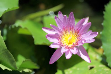 Gölette pembe nilüfer.