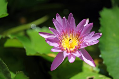 Gölette pembe nilüfer.