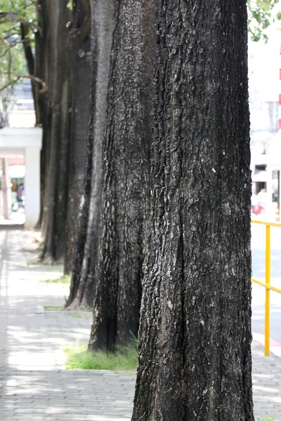 Troncos de árboles . —  Fotos de Stock