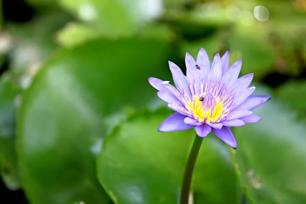 紫莲花池塘里 — 图库照片