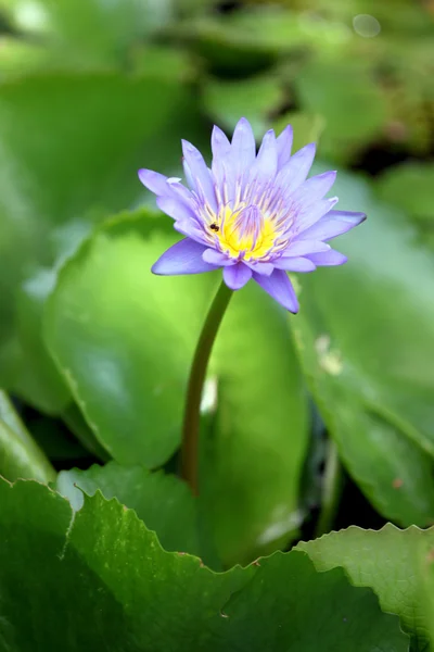 Vista in alto Loto viola in piscina . — Foto Stock