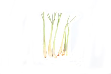 tatlı taze limon otu.