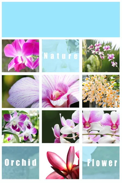 Mezcla imagen orquídea en marco . —  Fotos de Stock