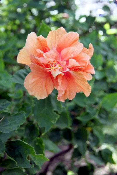 Turuncu hibiscus Çiçek bahçesinde. — Stok fotoğraf