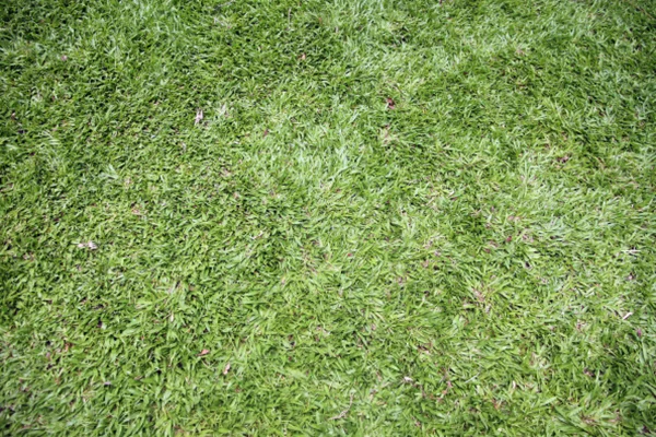 Zielona trawa w ogrodzie. — Zdjęcie stockowe
