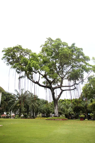Großer Baum im Garten. — Stockfoto