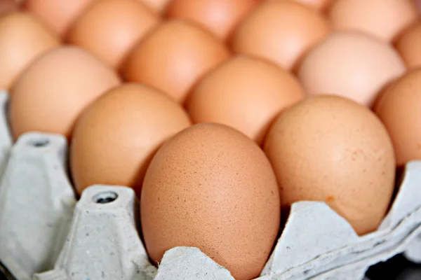 Eggs that are in the panel. — Stock Photo, Image