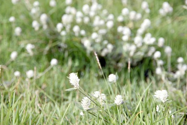 Fleurs blanches qui poussent dans le jardin . — Photo