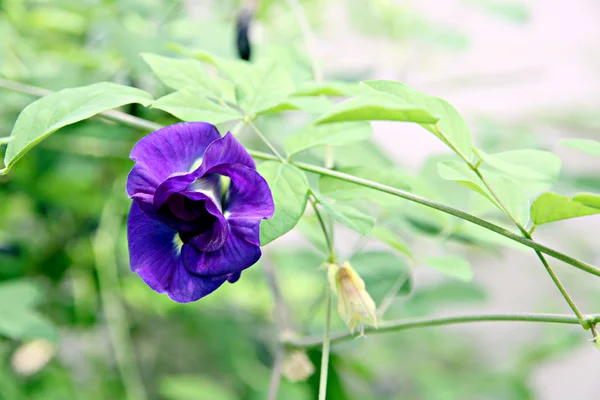 美丽的紫色豌豆花在后院. — 图库照片