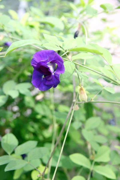 美丽的紫色豌豆花在后院. — 图库照片