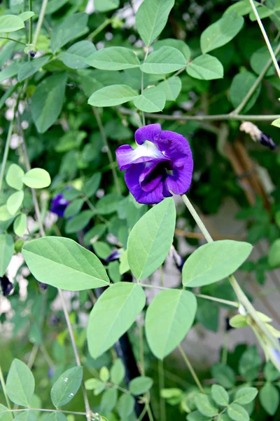 Цветы фиолетового гороха во дворе . — стоковое фото