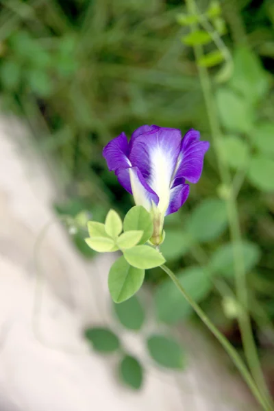 뒤뜰에 있는 아름 다운 보라색 완두콩 꽃. — 스톡 사진