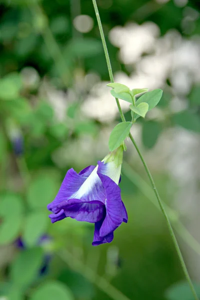 Schöne lila Erbsenblumen im Hinterhof. — Stockfoto