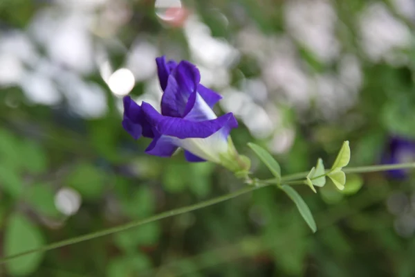 Schöne lila Erbsenblumen im Hinterhof. — Stockfoto