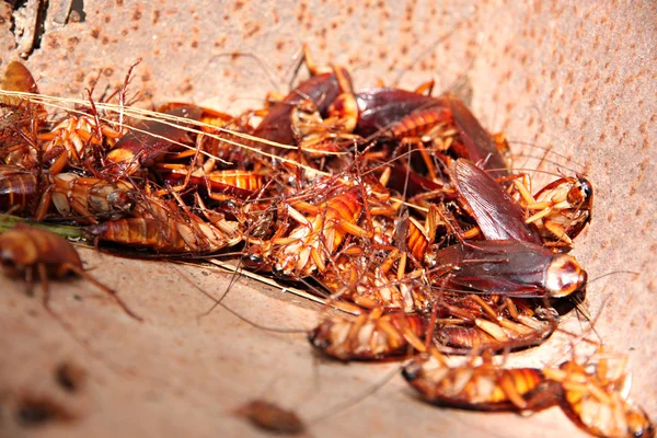 Scarafaggi a morti e combinazione nel cestino . — Foto Stock