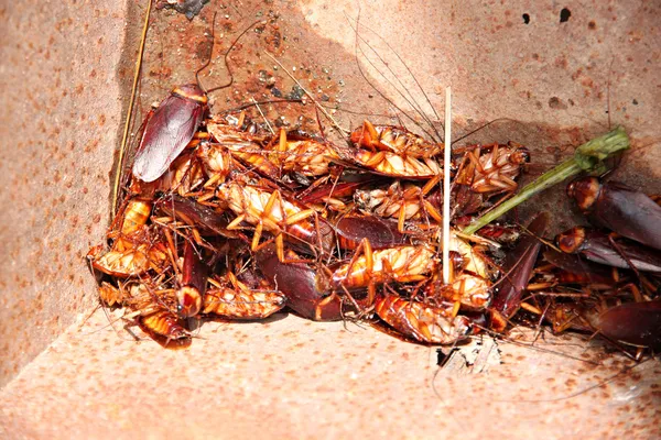 Cafards à mort et combinaison en poubelle . Photo De Stock