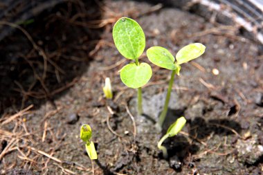 jardiniere içinde büyüyen birçok papaya fide.