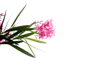 Bahçe beyaz zemin üzerine Pembe çiçek.