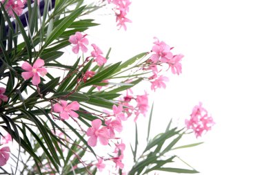 Bahçe beyaz zemin üzerine Pembe çiçek.