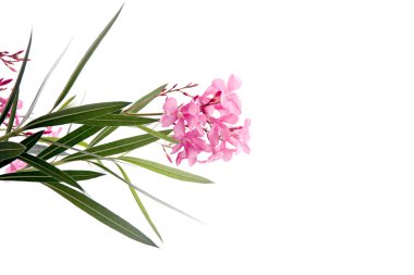 Bahçe beyaz zemin üzerine Pembe çiçek.