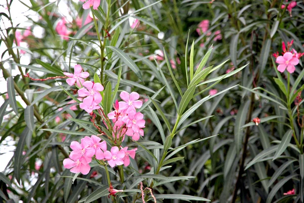 Roze bloem in de tuin. — Stockfoto