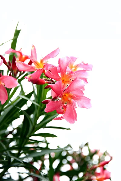 Pink flower in the garden on white background. — Stock Photo, Image