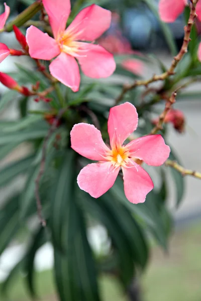 Розовый цветок в саду. — стоковое фото