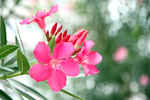 Fleur rose dans le jardin. — Photo