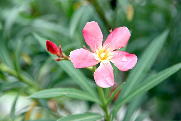 Fleur rose dans le jardin. — Photo