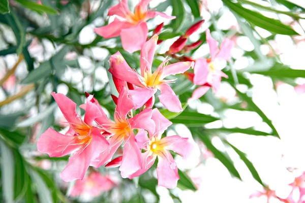 Roze bloem in de tuin. — Stockfoto