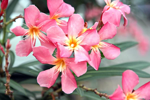 Fleur rose dans le jardin. — Photo