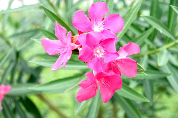 Flor rosa no jardim. — Fotografia de Stock