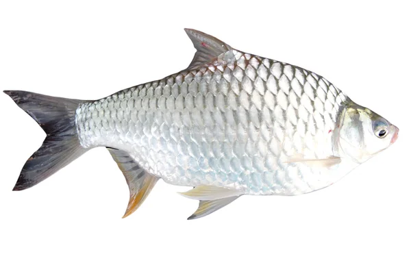 Barb Karpfiskar fisk. — Stockfoto