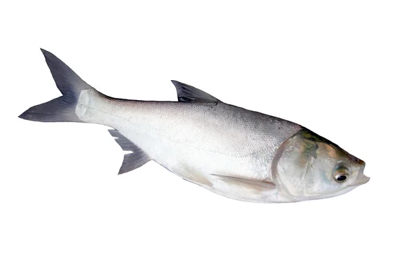 Der Fisch Silberkarpfen. — Stockfoto