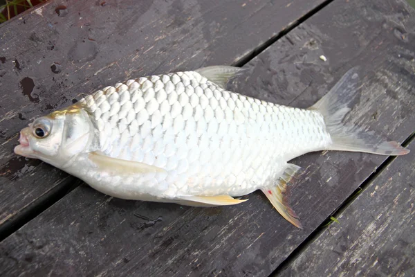 The Barb of Cyprinidae fish. — Stock Photo, Image