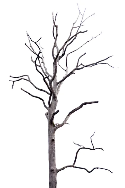Beyaz arkaplanda ölü ağaç. — Stok fotoğraf