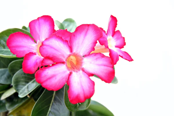 Roze bloem in de tuin. — Stockfoto