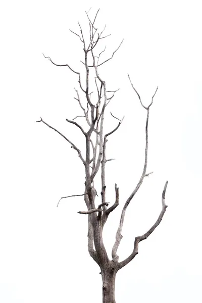 Arbre mort sur fond blanc. — Photo