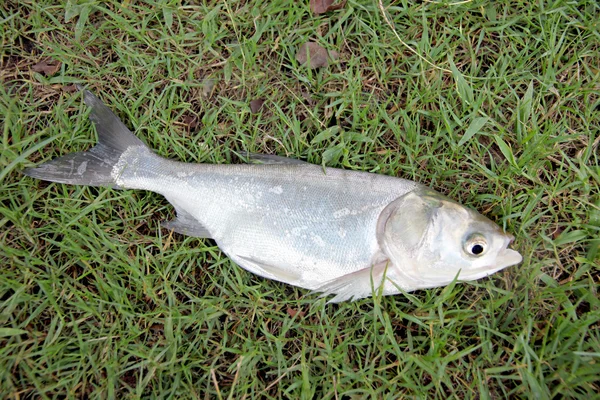 De vis Zilveren karper. — Stockfoto