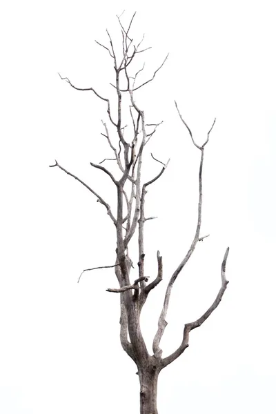 Beyaz arkaplanda ölü ağaç. Stok Resim