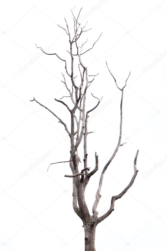 Dead tree on white background.